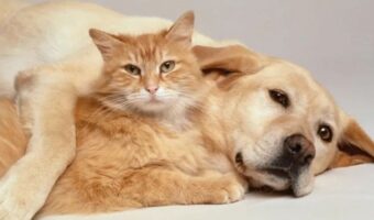 Pet Insurance Comparison: Dogs vs. Cats – Which Is Worth It?