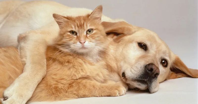 Pet Insurance Comparison: Dogs vs. Cats – Which Is Worth It?