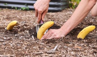 Put Bananas In Your Garden And See What Happens!