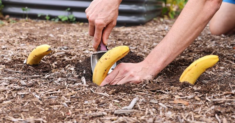 Put Bananas In Your Garden And See What Happens!