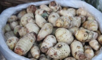 Malanga: el tubérculo tradicional latino que aporta fibra, minerales y energía estable