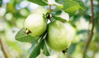 Cómo cuidar tus ojos de manera natural con guayaba: usos y recomendaciones