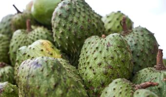 Guanábana: Beneficios y Formas de Disfrutar este Fruto Tropical en tu Bienestar Diario