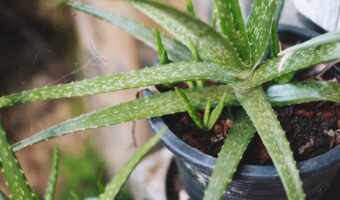 Canela y aloe vera: la combinación natural para potenciar tu bienestar