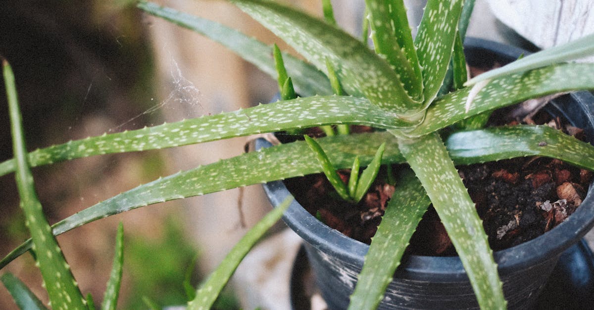 Canela y aloe vera: la combinación natural para potenciar tu bienestar