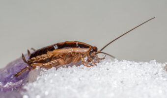 ¿Qué significa encontrar insectos en las paredes de tu casa? Señales y consejos prácticos