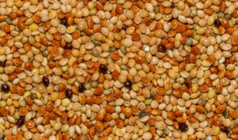 Amaranto: Descubre Cómo Esta Planta Común en tu Jardín Puede Mejorar tu Alimentación