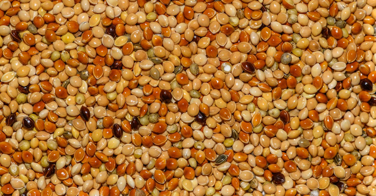 Amaranto: Descubre Cómo Esta Planta Común en tu Jardín Puede Mejorar tu Alimentación