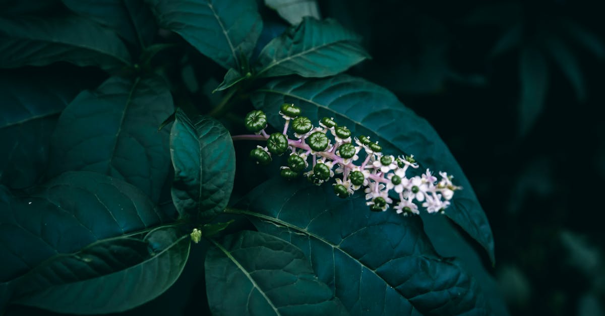 Effective Ways to Treat and Manage Pokeweed Rash Safely